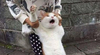 고양이6