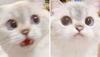 고양이