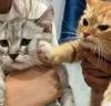 고양이4