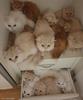 고양이8