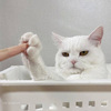 고양이3