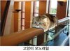 고양이7