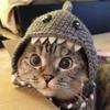 고양이9