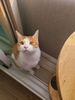 치츠냥이 